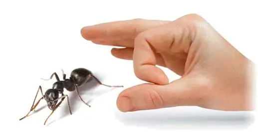 Ants Control